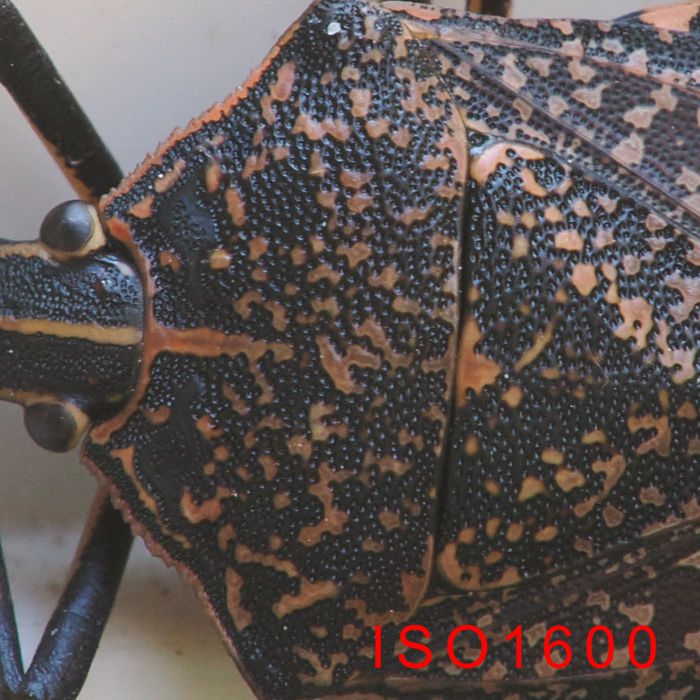 P2030462_2.jpg - 128,652Bytes