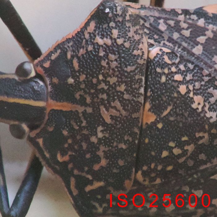 P2030473_2.jpg - 116,405Bytes