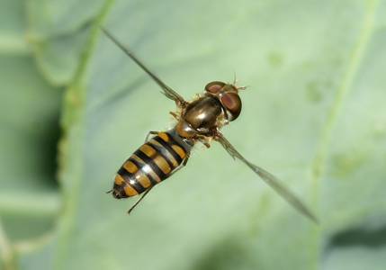 HOSOHIRATAABU_3405.JPG - 57,265BYTES