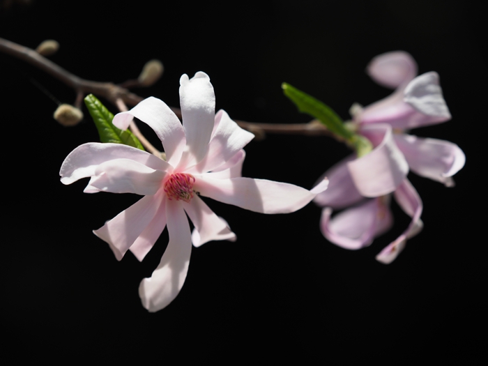 P3301469.jpg - 146,684Bytes