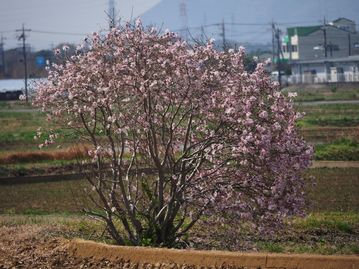 P3301553.jpg - 444,476Bytes