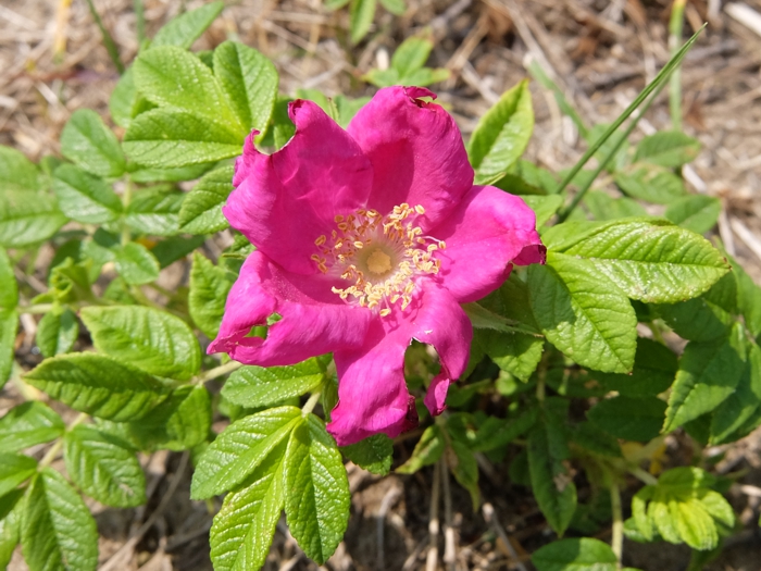 250710_DSCF9053.jpg - 328,407Bytes