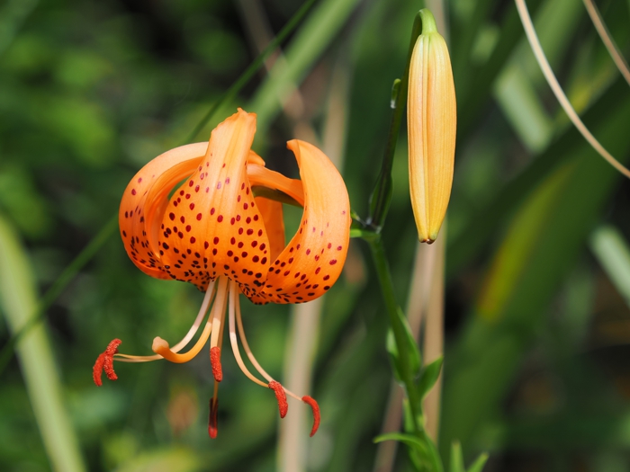 P7107079.jpg - 239,714Bytes