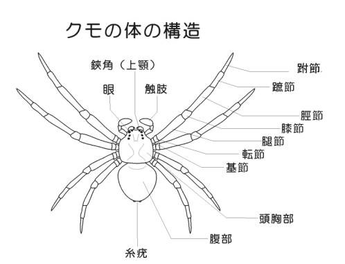 クモのページ