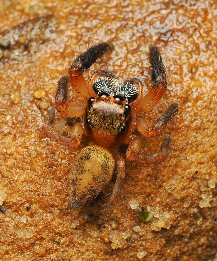 haetori_f_P6280562.jpg - 188,867Bytes