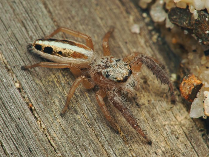 osukurohaetori_P3253782.jpg - 120,238Bytes