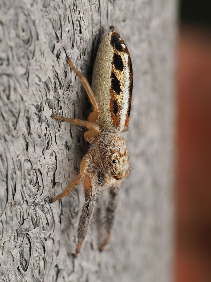 osukurohaetori_P4211275.jpg - 135,222Bytes