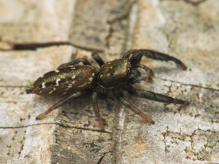 osukurohaetori_P4263632.jpg - 101,182Bytes