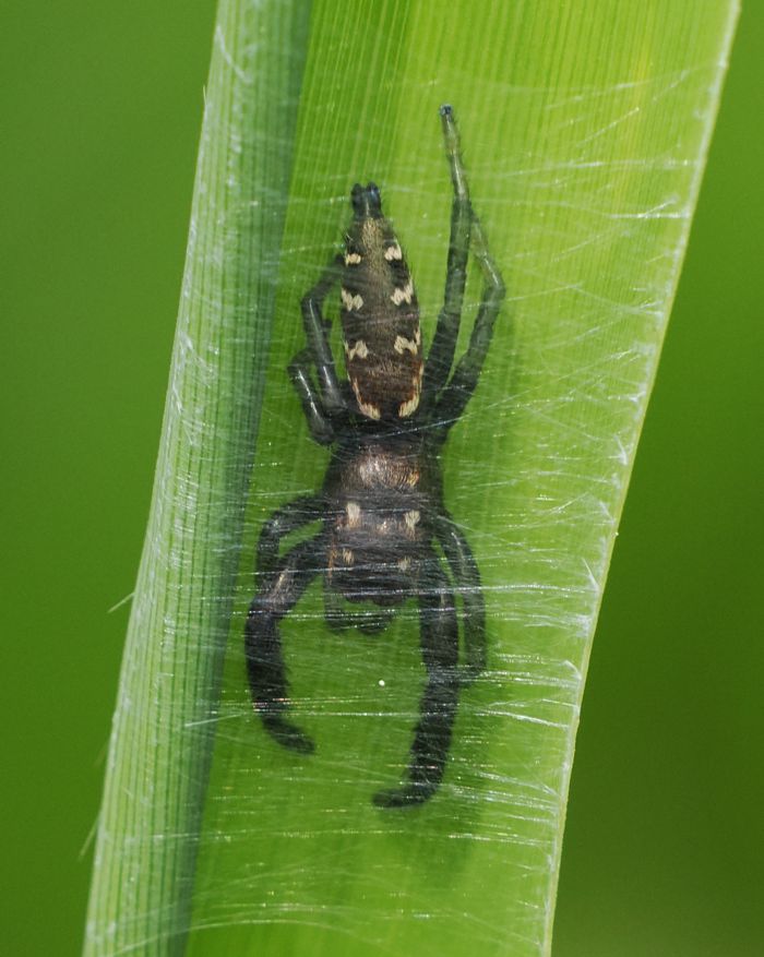 osukurohaetori_P5308153.jpg - 106,749Bytes