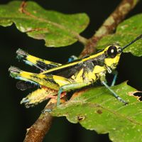 iriomotemoribatta_P6201019.jpg - 43,690Bytes