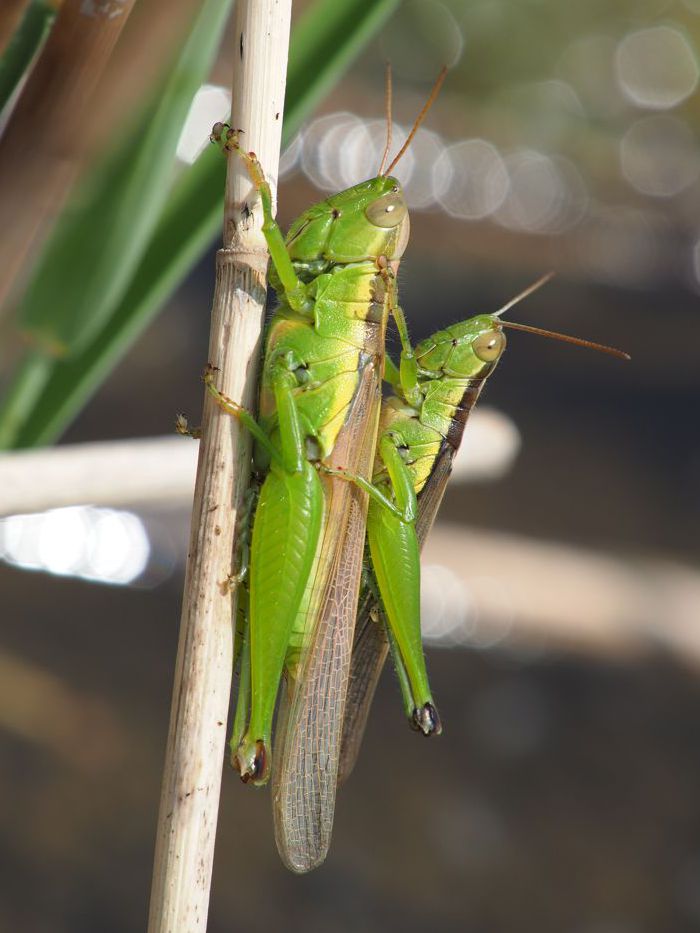 hanenagainago_P8156890.jpg - 101,870Bytes