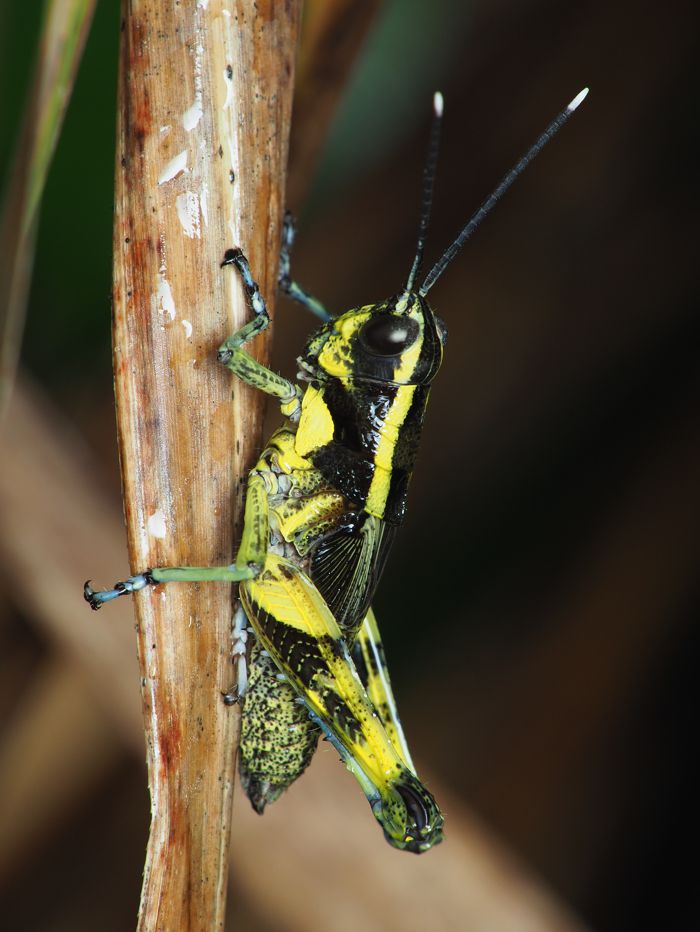 iriomotemoribatta_P5262289.jpg - 106,088Bytes