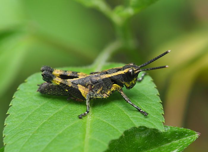 iriomotemoribatta_P5262521.jpg - 71,049Bytes