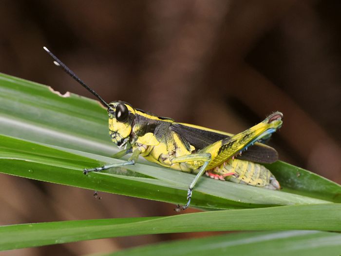iriomotemoribatta_P6280444.jpg - 72,557Bytes
