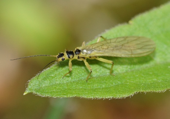 midorikawagera_08540.jpg - 101,736Bytes