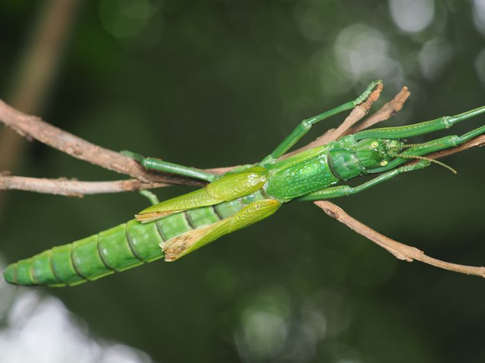 yaeyamatsudananafusi_P6201528.jpg - 66,652Bytes