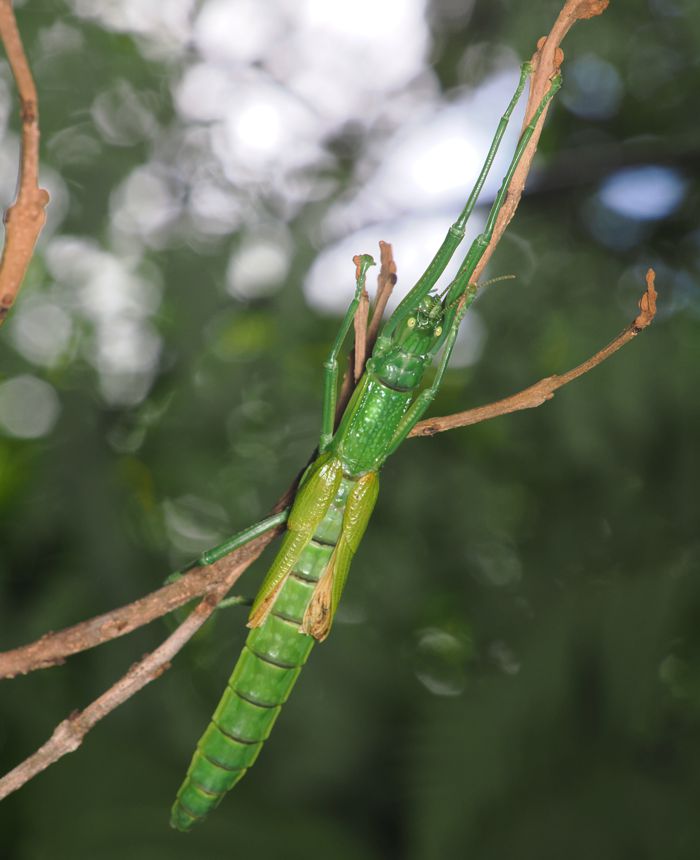 yaeyamatsudananafusi_P6201533.jpg - 85,902Bytes