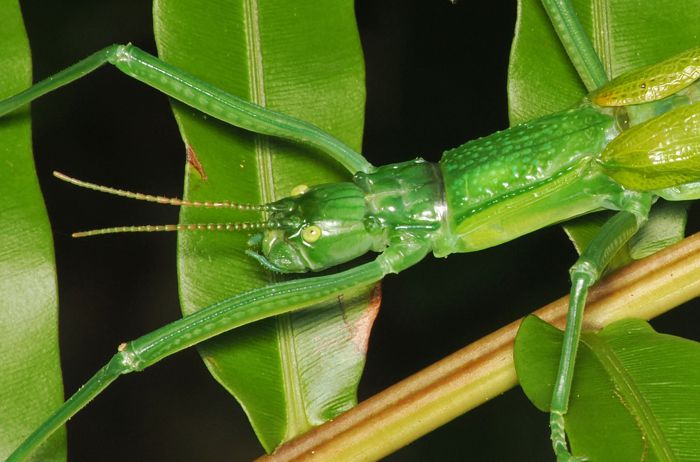 yaeyamatsudananafusi_P6201559.jpg - 87,944Bytes