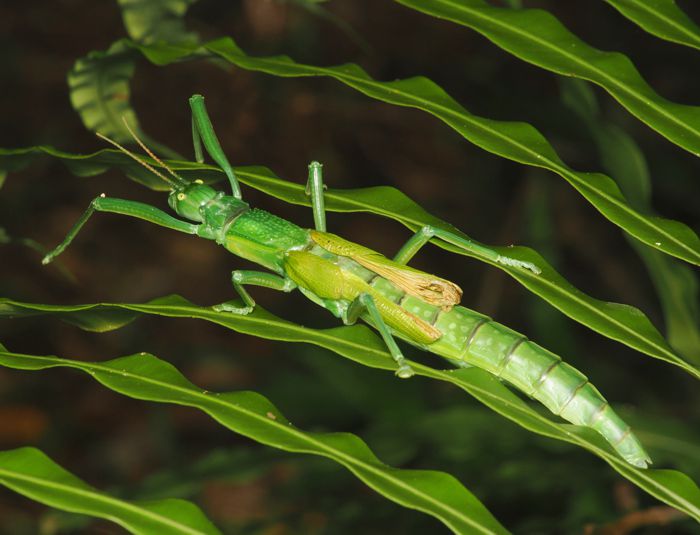 yaeyamatsudananafusi_P6201563.jpg - 83,896Bytes