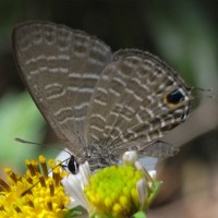 amamiuranamisijimi_7523.jpg - 43,924Bytes