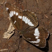 asamaichimonji_01031.jpg - 66,776Bytes