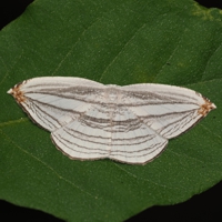 gintsubame_P5213387.jpg - 64,395Bytes
