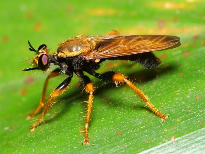 herigurooniishiabu_P1110633.jpg - 140,298Bytes