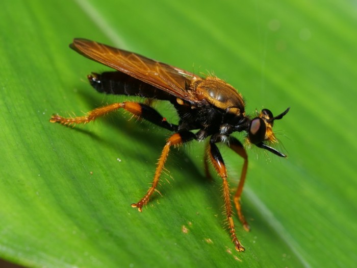 herigurooniishiabu_P1110994.JPG - 110,648Bytes