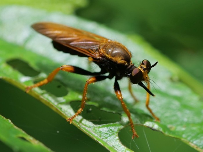 herigurooniishiabu_P1121814.jpg - 109,553Bytes