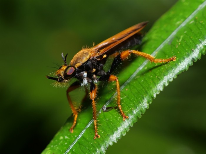 herigurooniishiabu_P1132554.jpg - 111,670Bytes