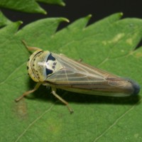 kusabiyokobai_0626.jpg - 58,538Bytes
