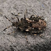 siromonhiratakamemusi_P4210753.jpg - 45,408Bytes