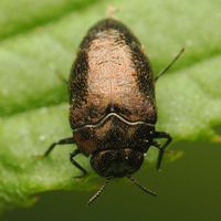 chibitamamusi_f_P4158785.jpg - 38,296Bytes