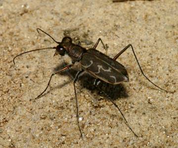 エリザハンミョウ