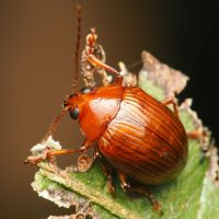 momobutosaruhamusi_P6190259.jpg - 39,129Bytes