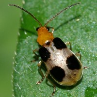 yotsubosihamusi_9998.jpg - 62,145Bytes