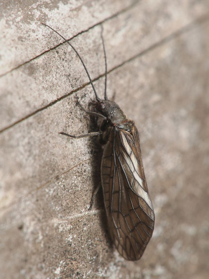 yamatosenburi_P3223043.jpg - 123,229Bytes