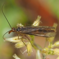 okinawasiriage_4065018.JPG - 51,659Bytes