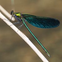 aohadatonbo_P5265330.jpg - 36,878Bytes