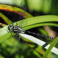 dabidosanae_P5048861.jpg - 42,000Bytes