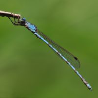 hosomiotsunentonbo_P5047311.jpg - 32,808Bytes