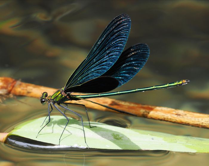 aohadatonbo_P6088311.jpg - 84,168Bytes