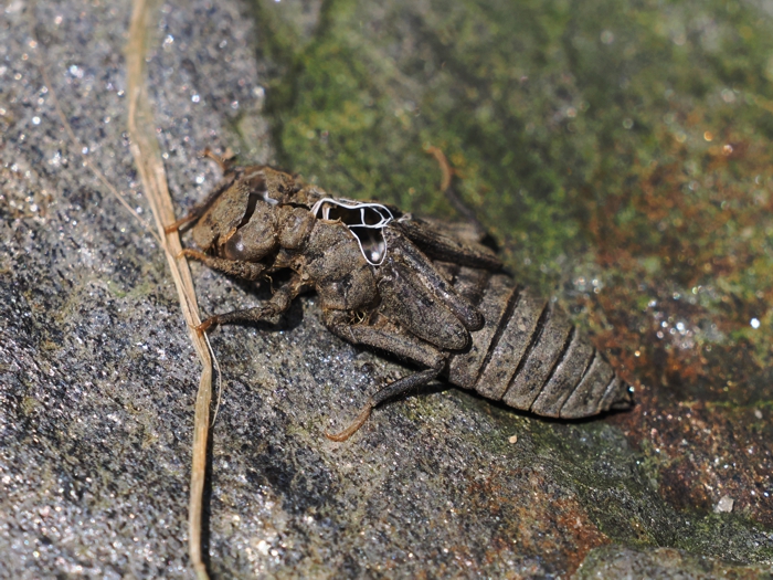 aosanae_P6048381.jpg - 424,827Bytes