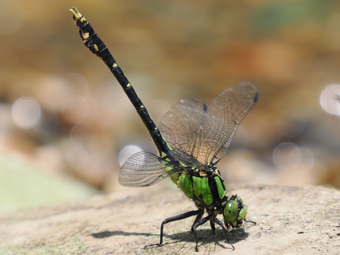 aosanae_P6049405.jpg - 263,728Bytes