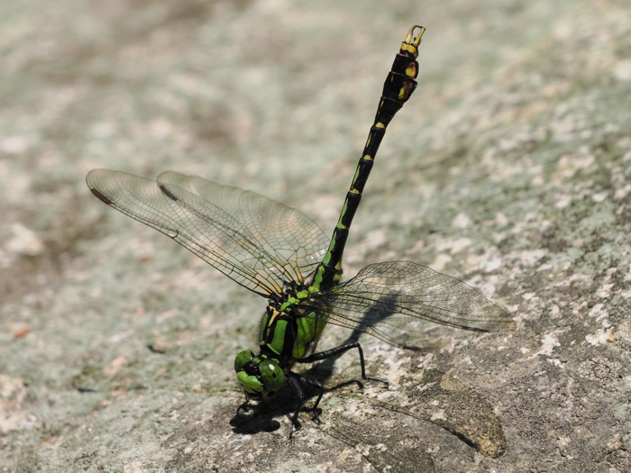 aosanae_P6056658.jpg - 329,832Bytes