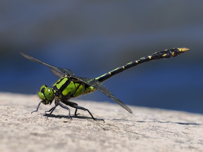 aosanae_P6057694.jpg - 244,636Bytes