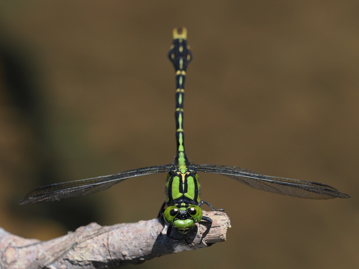 aosanae_P6058505.jpg - 212,513Bytes