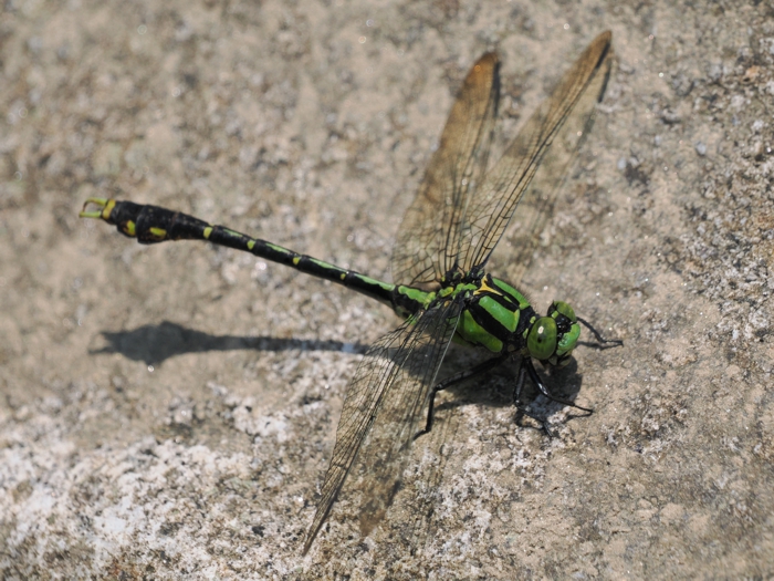 aosanae_P6084464.jpg - 376,299Bytes