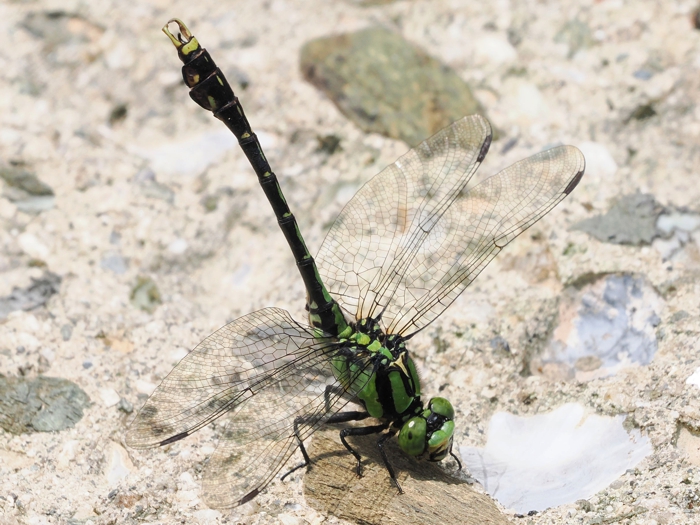 aosanae_P6213812.jpg - 347,759Bytes