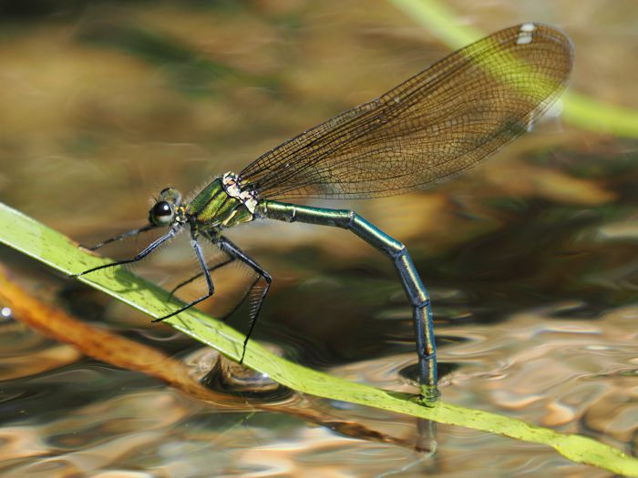 asahinakawatonbo_P5048489.jpg - 86,582Bytes
